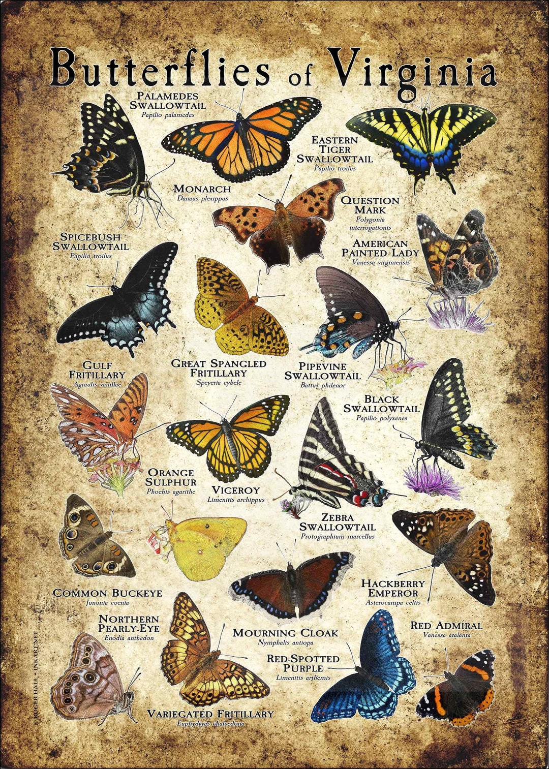 Butterflies of Virginia Poster Print Field Guide Etsy