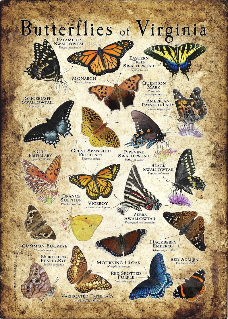 Butterflies of Virginia Poster Print/field Guide - SIGNED BY ARTIST! - Etsy