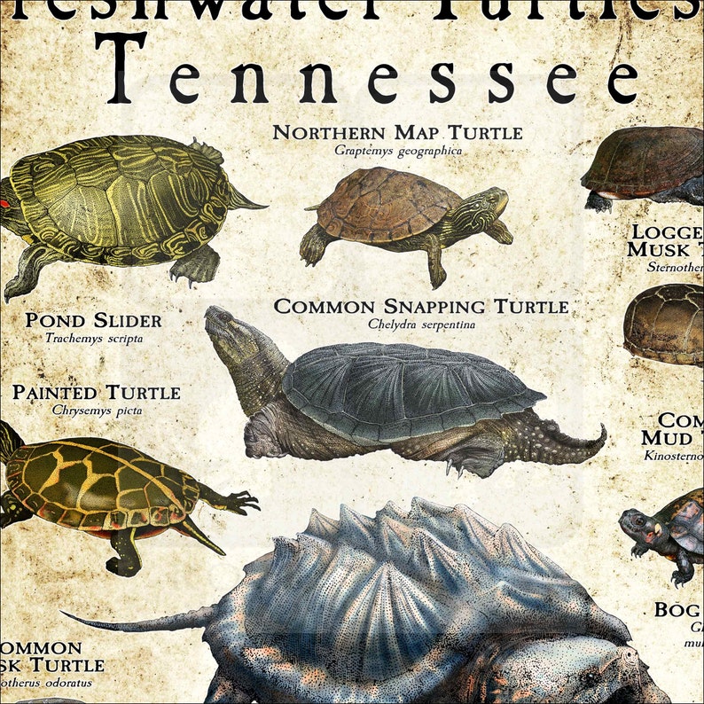 Loggerhead Musk Turtle Map Freshwater Turtles of Tennessee Poster Print/field Guide - SIGNED BY ...