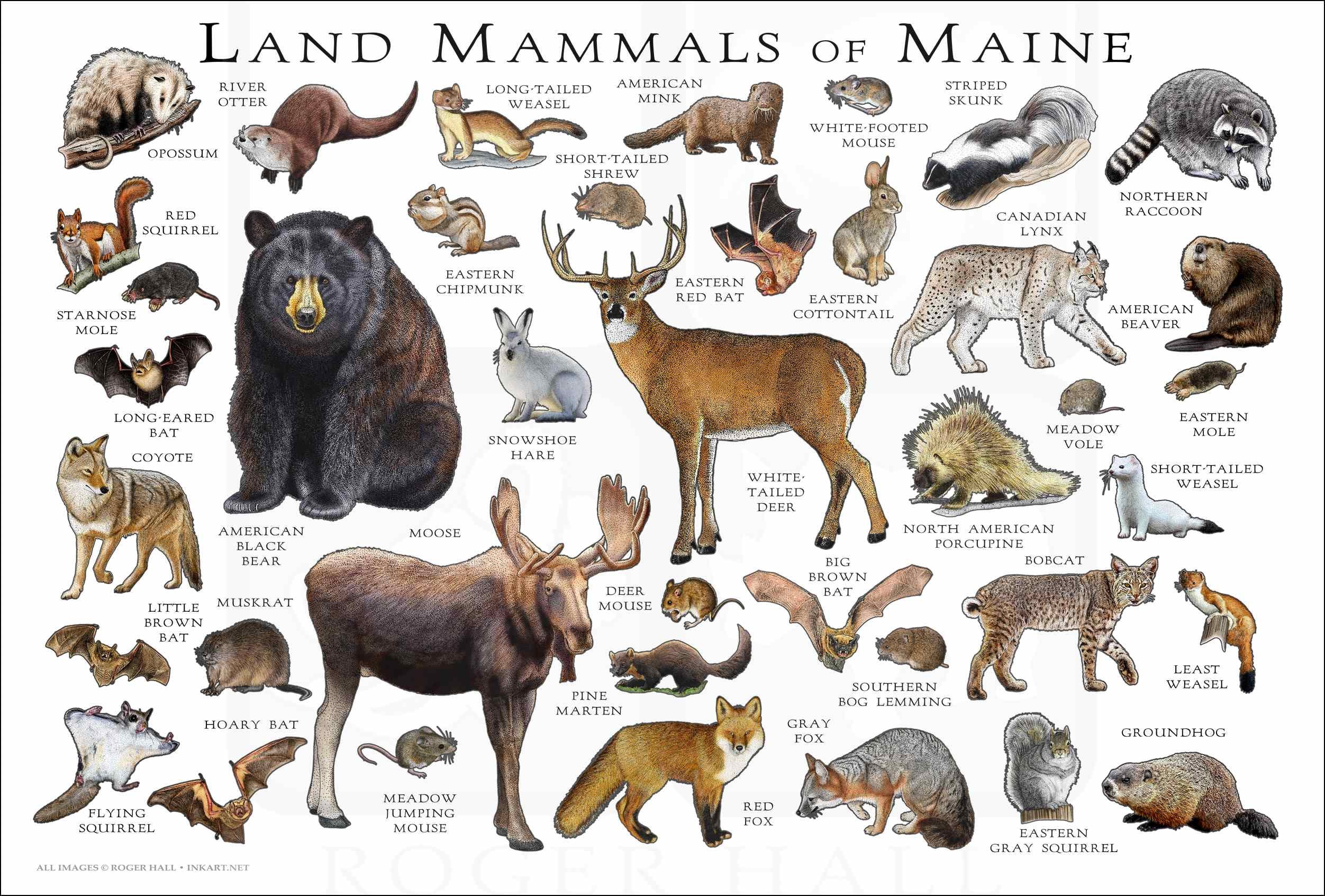 Maines State Animal maines-state-animal
