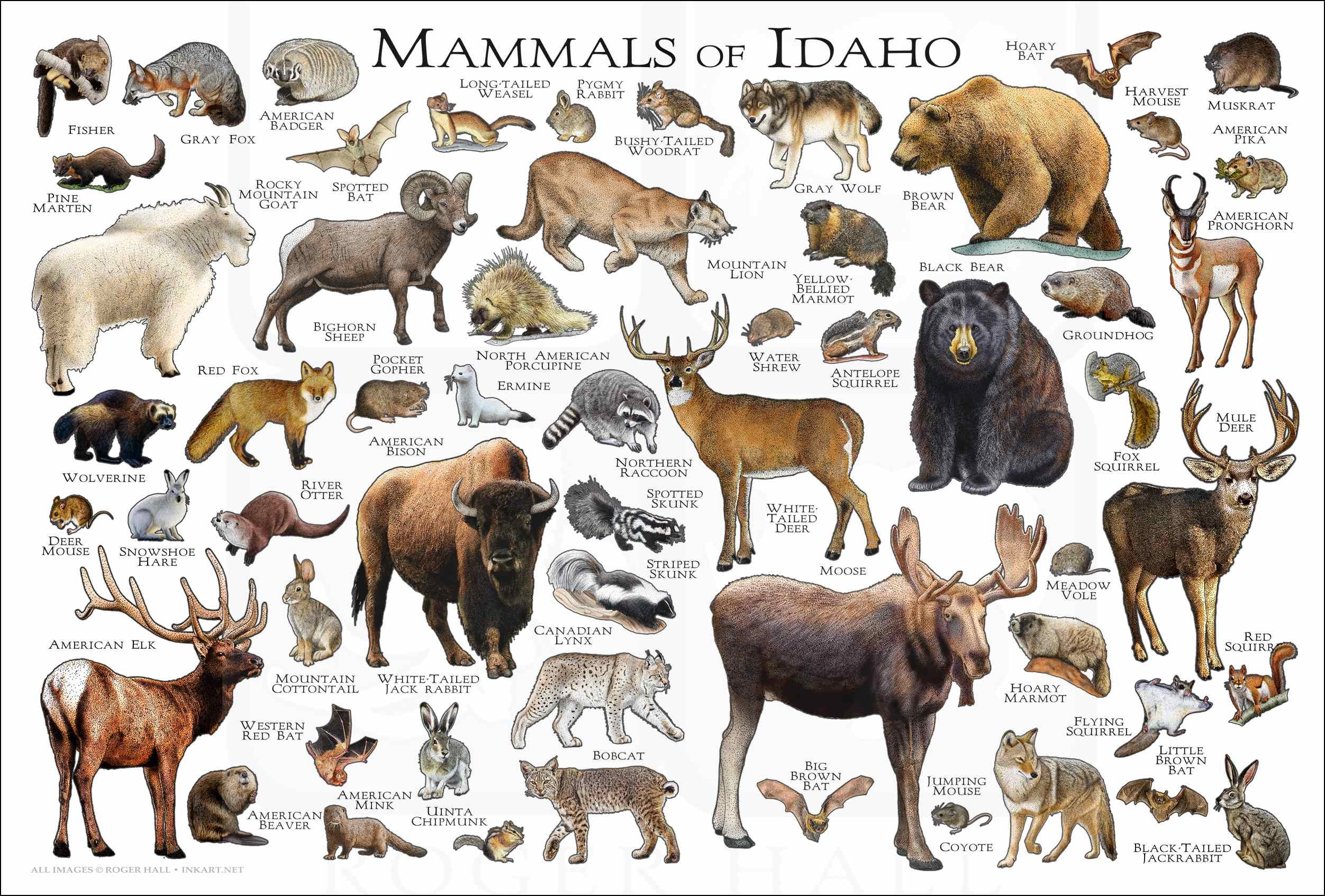 Mammals of Idaho Poster Print / Idaho Mammals Field Guide / Etsy Sweden