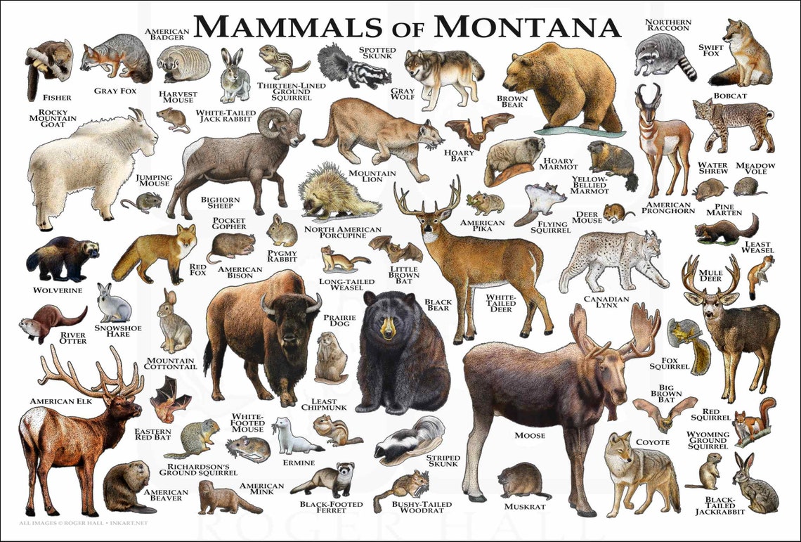 Mammals of Montana Poster Print / Montana Mammals Field Guide Etsy