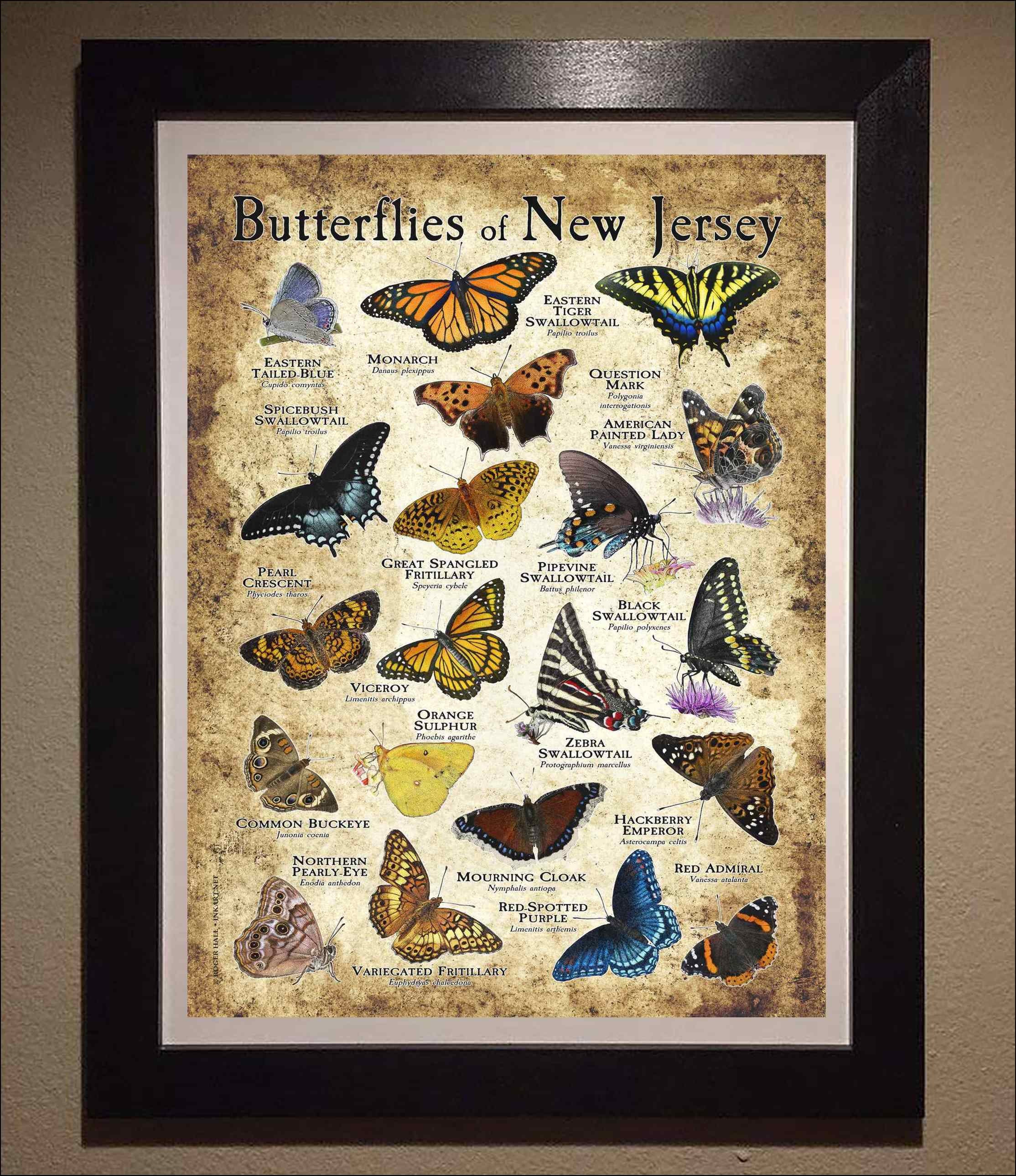 Butterflies of New Jersey Poster Print/field Guide - SIGNED BY 