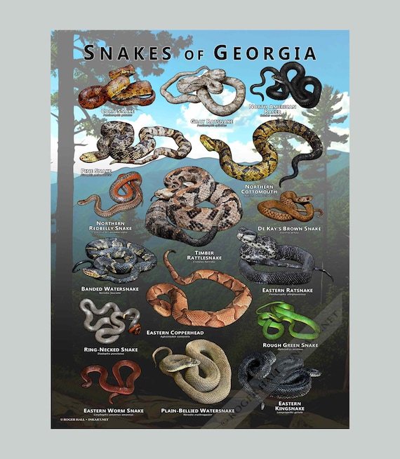 Australian Snakes Identification Guide