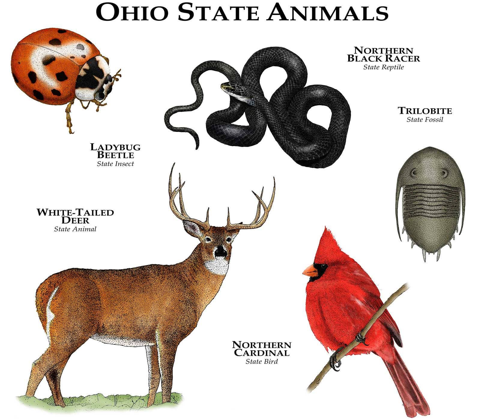 The State of Ohio