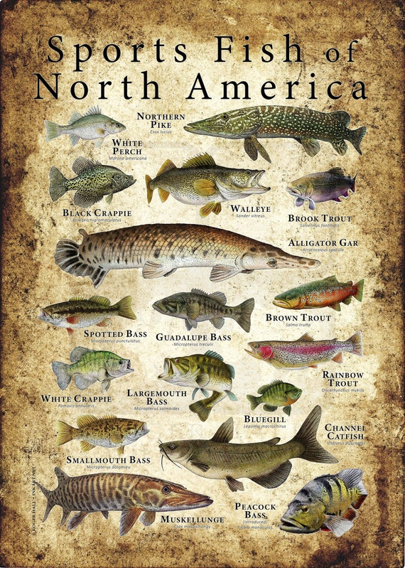 Sports Fish of North America -  Canada