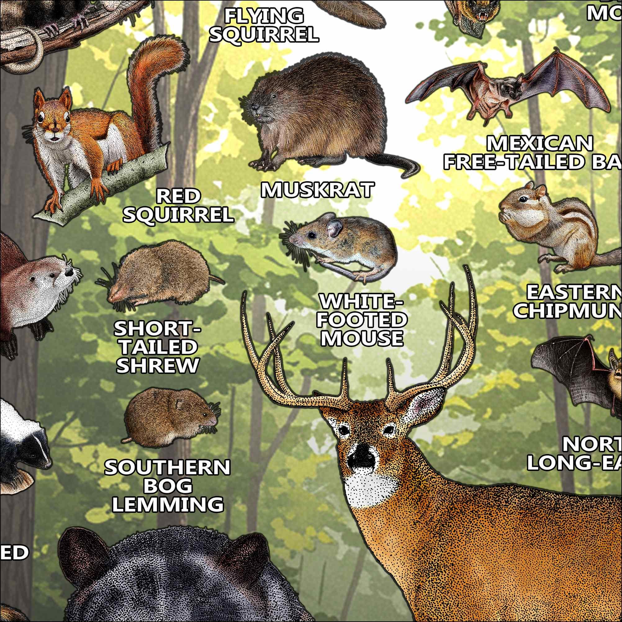 Ohio Mammals Poster Print: Signed Wildlife Art Field Guide - Etsy