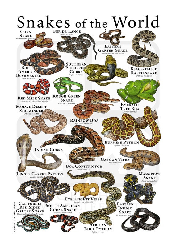 Snakes of the World Poster - SIGNED BY ARTIST! - Etsy Israel