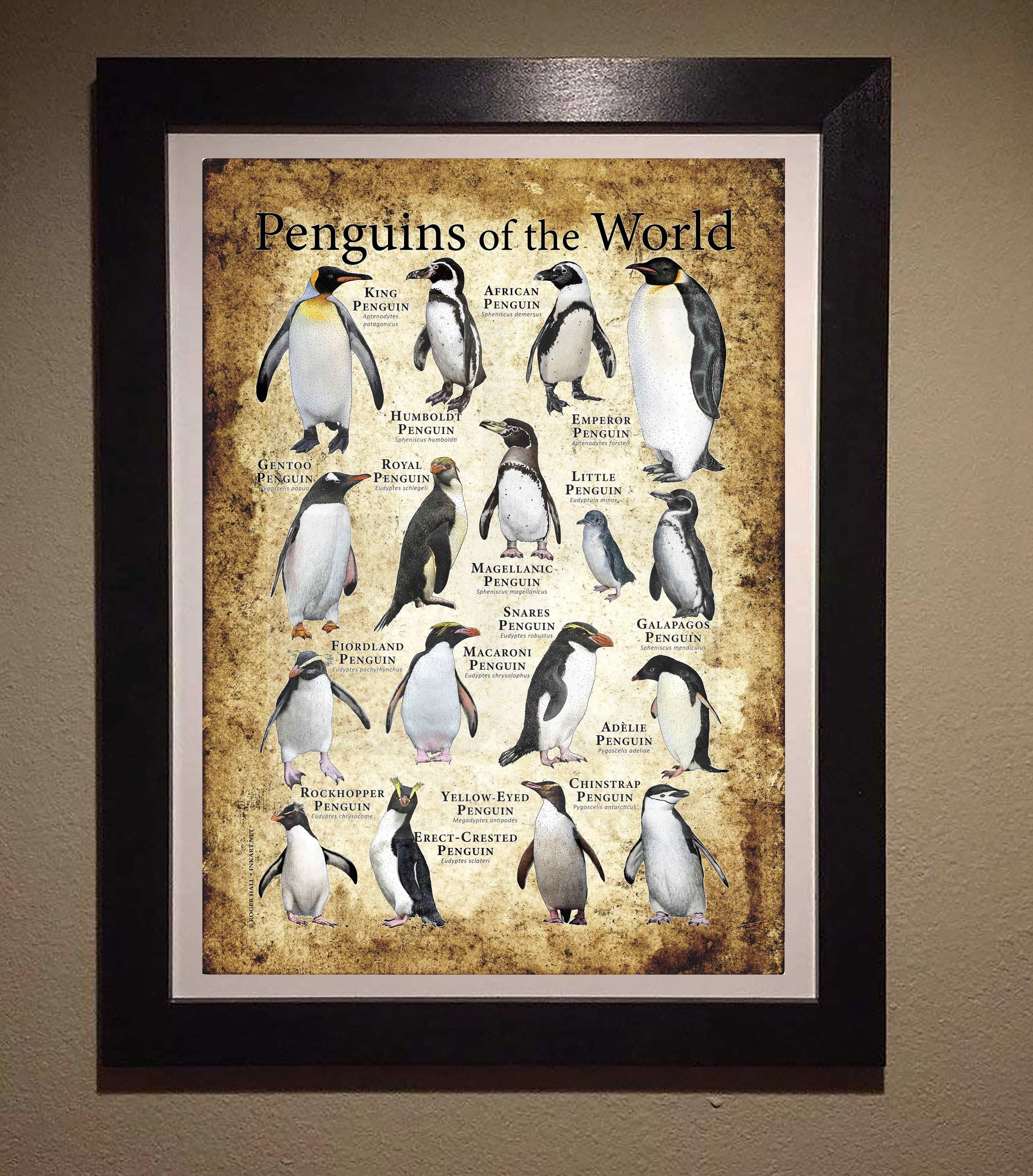  Emperor Penguins Vintage Art Print Framed Poster Wall Decor  12x16 inch: Posters & Prints
