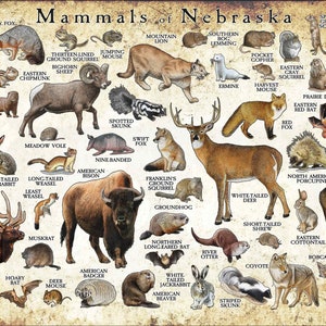 Mammals of Nebraska Poster Print / Nebraska Mammals Field Guide / Animals of Nebraska - SIGNED BY ARTIST!