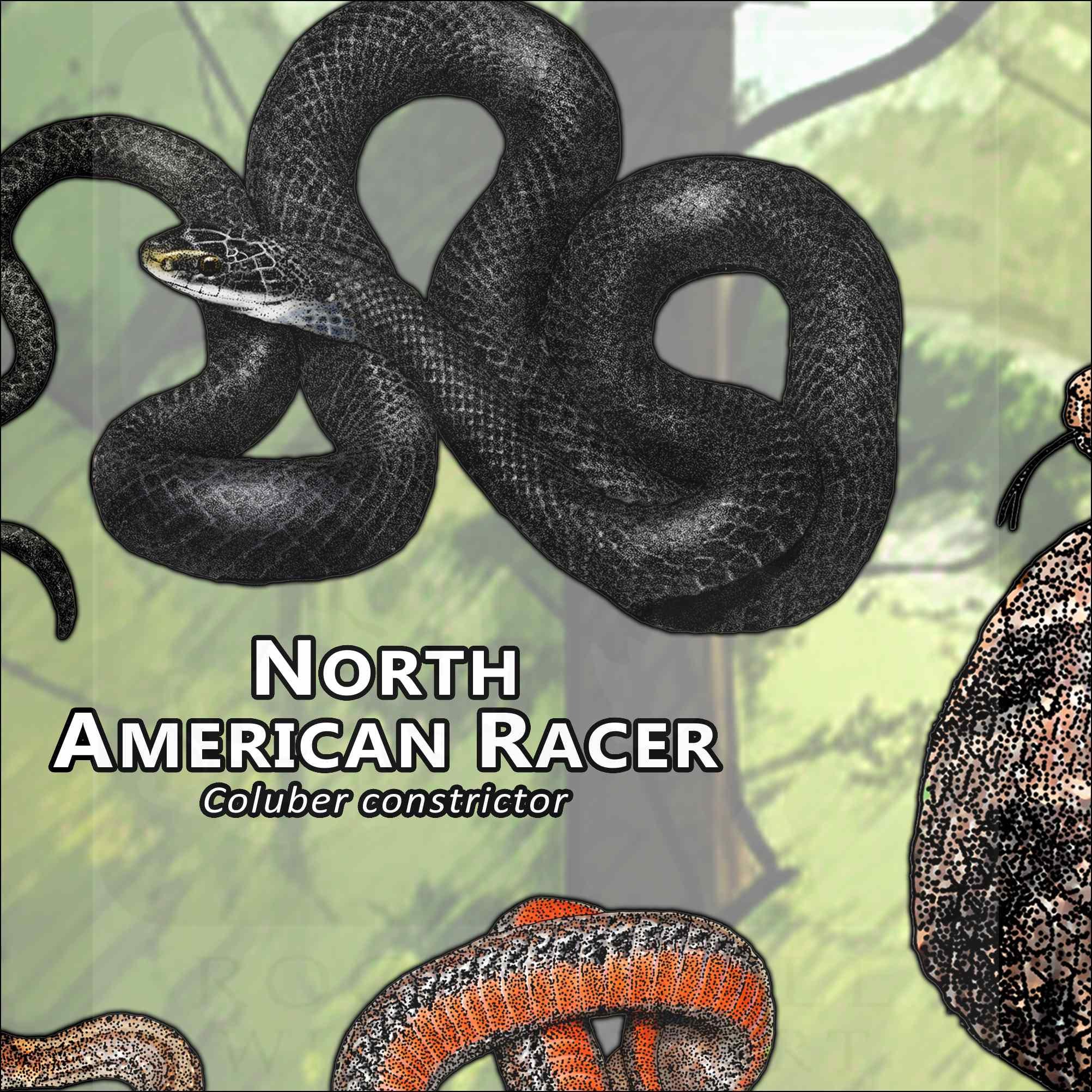 Snake, Rattle \u0026 Roll! | Town\u0026Gown | StateCollege.com, image size:2004x2004