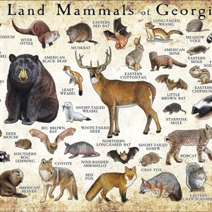 Mammals of Georgia Poster Print / Georgia Mammals Field Guide / Animals of Georgia - SIGNED BY ARTIST!