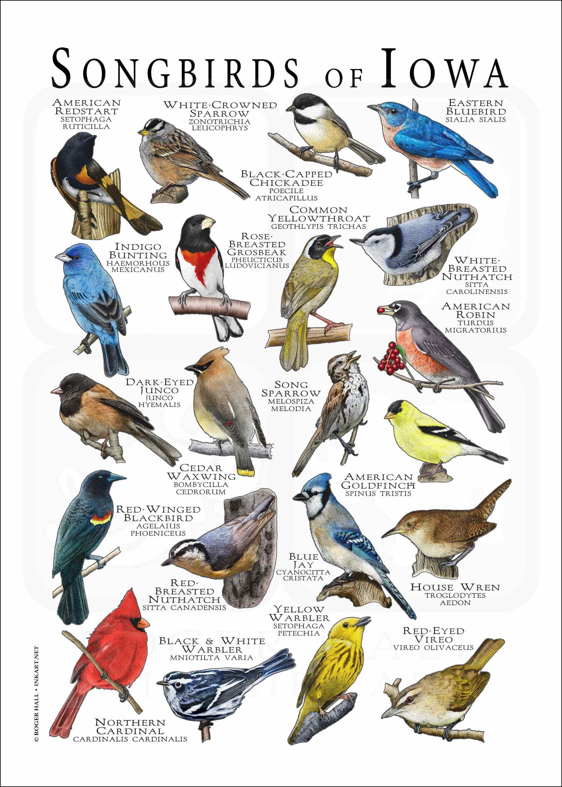 Songbirds of Iowa Poster Print/field Guide - SIGNED BY ARTIST! - Etsy