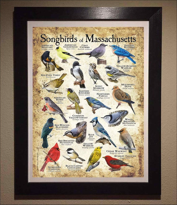 マサチューセッツ州の鳴き鳥のポスタープリント/フィールドガイド