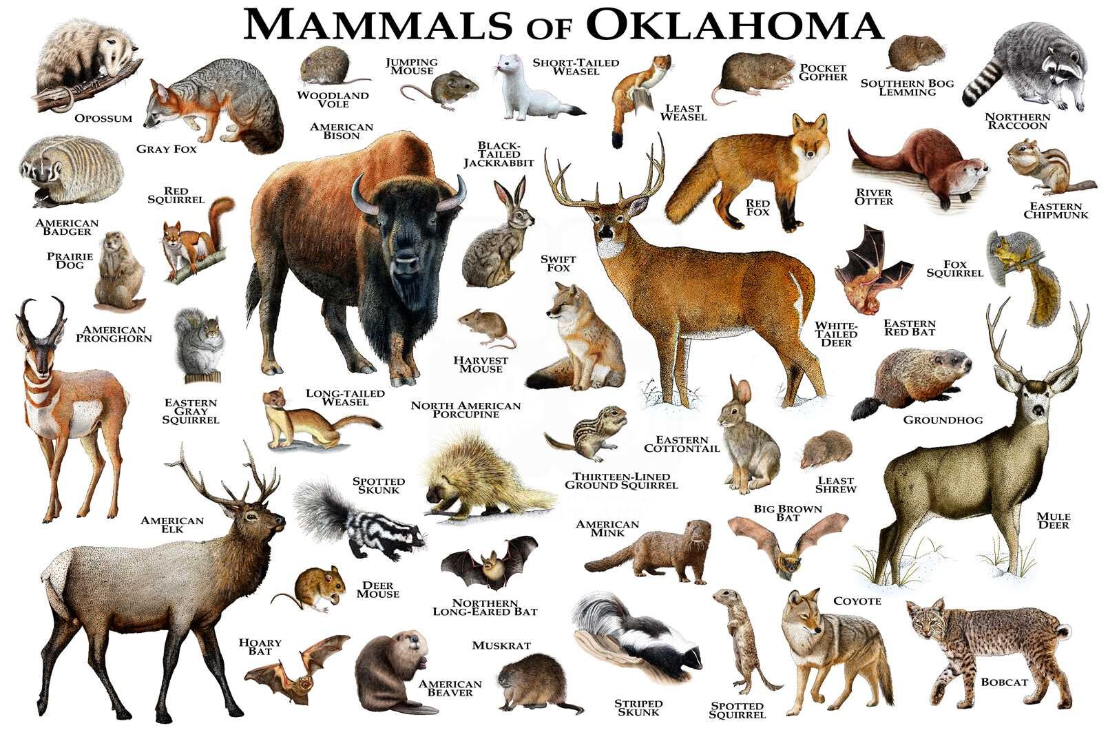 Mammals of Oklahoma Poster Print / Oklahoma Mammals Field Etsy