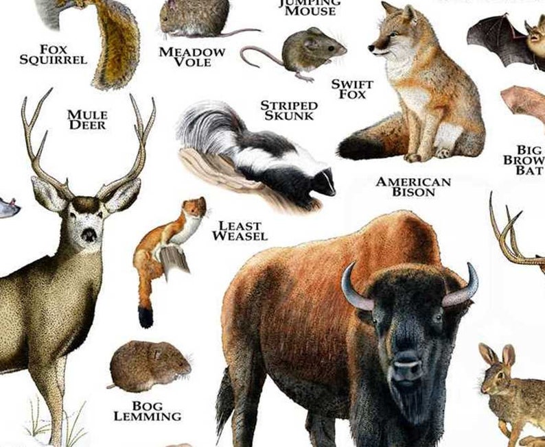 Mammals of Kansas Poster Print / Kansas Mammals Field Guide / Etsy