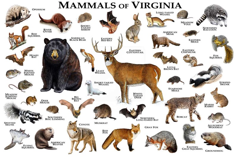 Mammals of Virginia Poster Print / Virginia Mammals Field Etsy