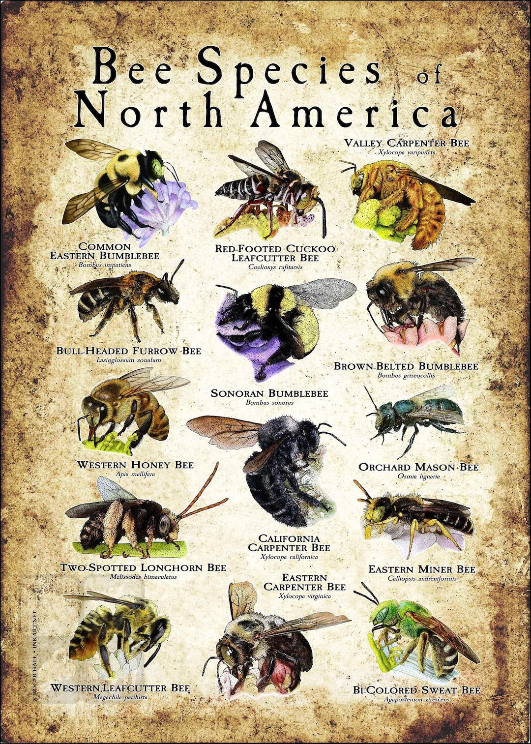 Bee Species of North America Poster Print - Etsy