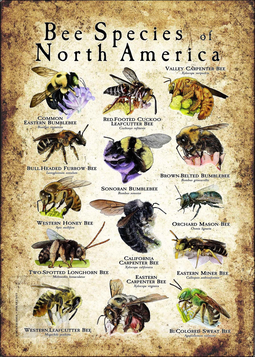 Images Of Different Bee Species Discover Bees Of Australia Poster Images Of Different Bee Species Discover Bees Of Australia Poster