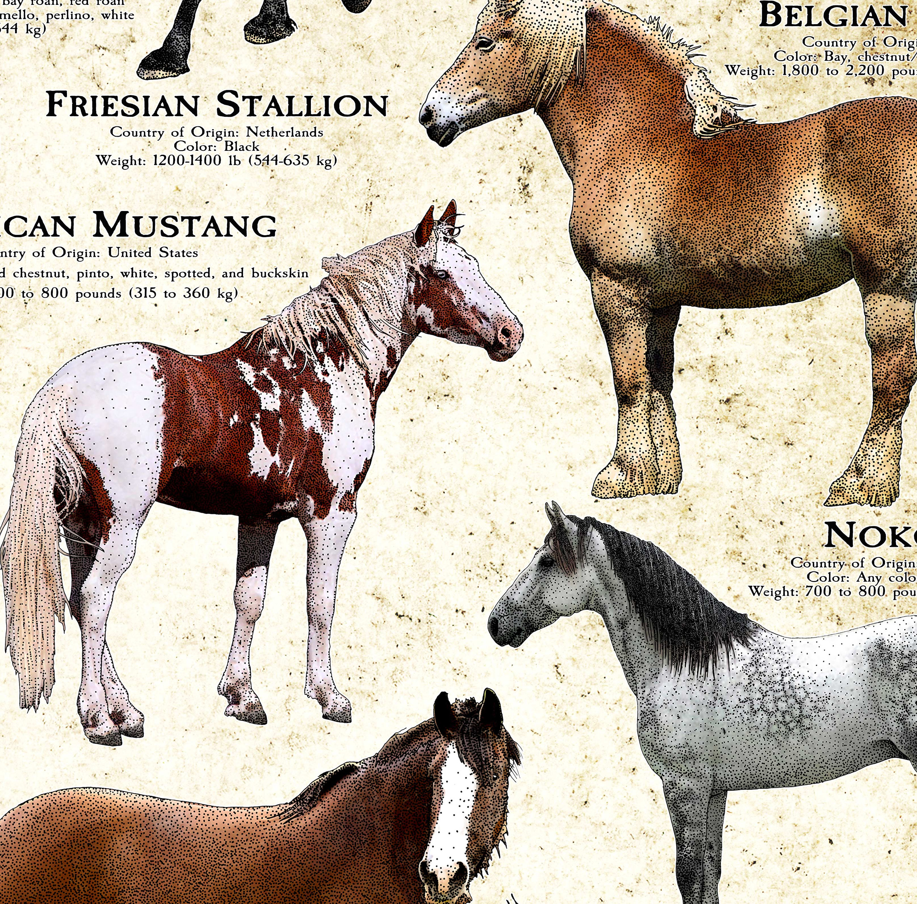 Horses of the World Poster -  Portugal