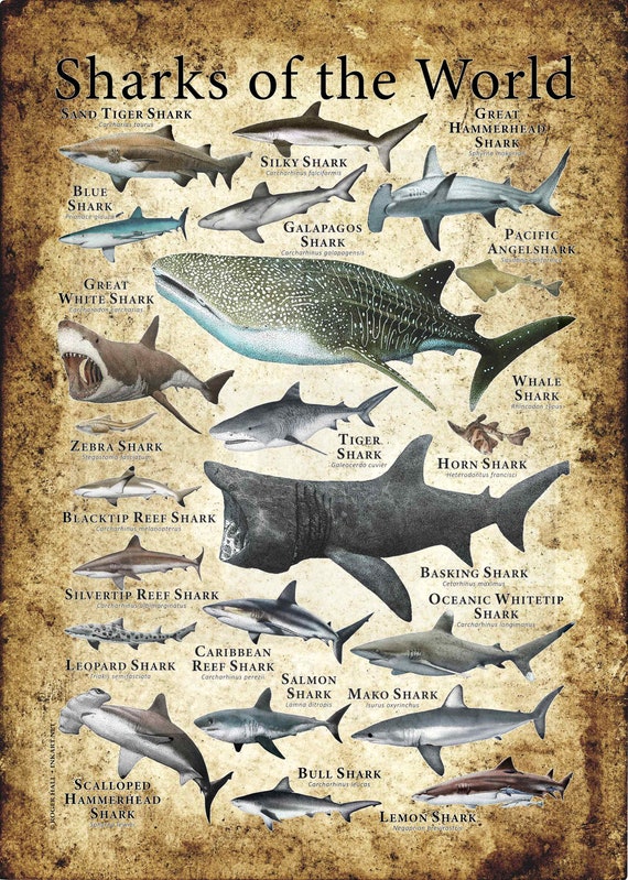 Sharks of the World Poster Print - SIGNED BY ARTIST! - Etsy