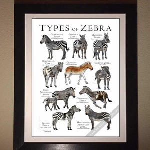 Types of Zebra Poster / Field Guide - SIGNED BY ARTIST! image 10