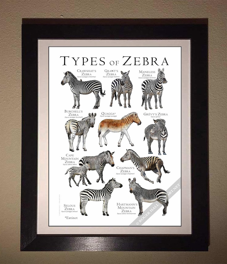 Types of Zebra Poster / Field Guide - SIGNED BY ARTIST! image 10