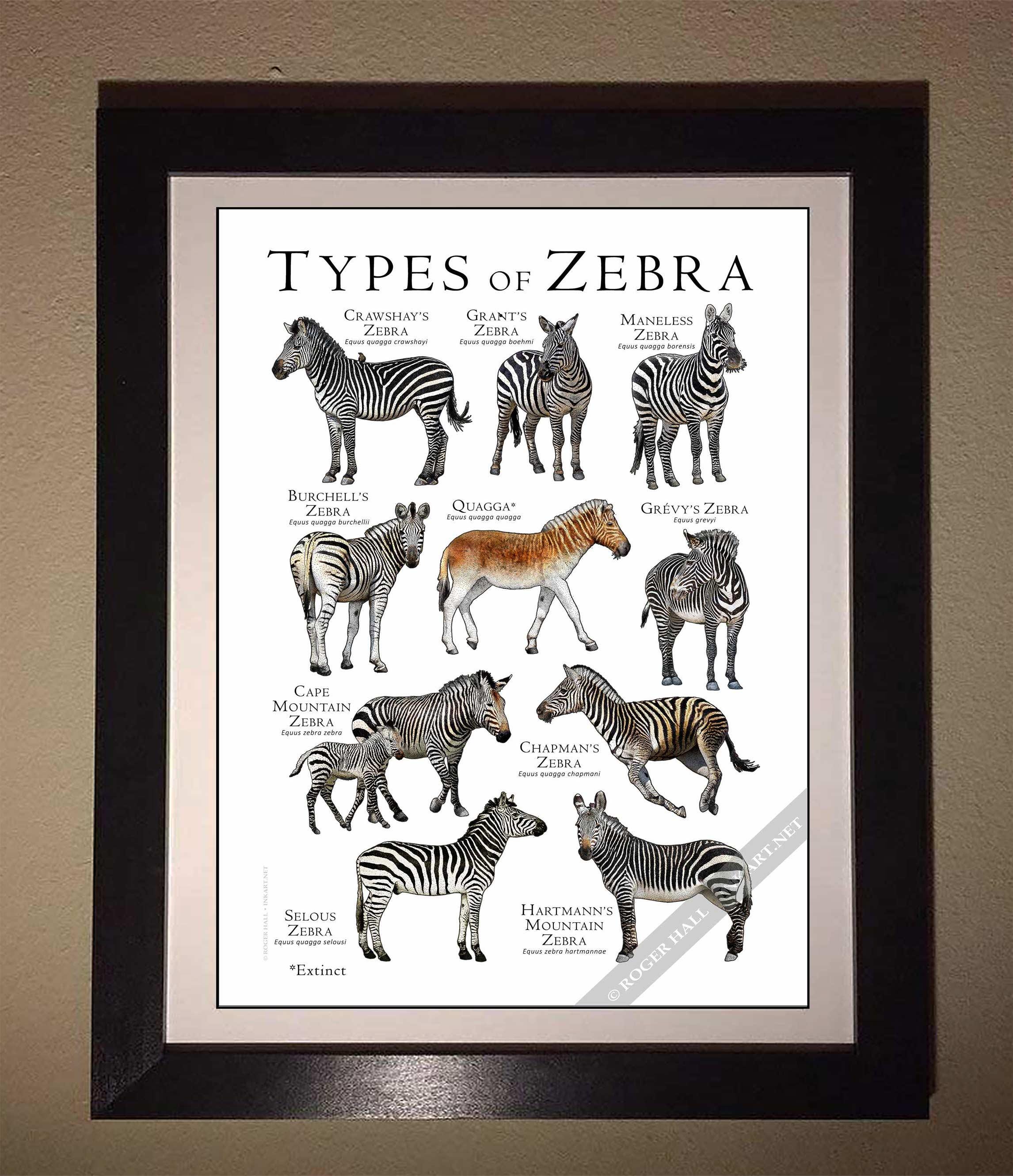 シマウマの種類のポスター / フィールド ガイド - アーティストの