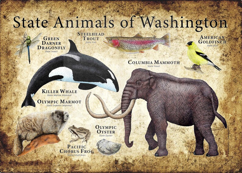 Washington State Animals Poster Print Etsy
