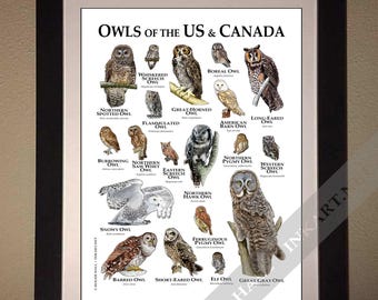 北アメリカのフクロウのポスター - アーティストのサイン入り! - Etsy 日本