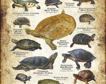 Freshwater Turtles of Viginia Poster Print - Field Guide