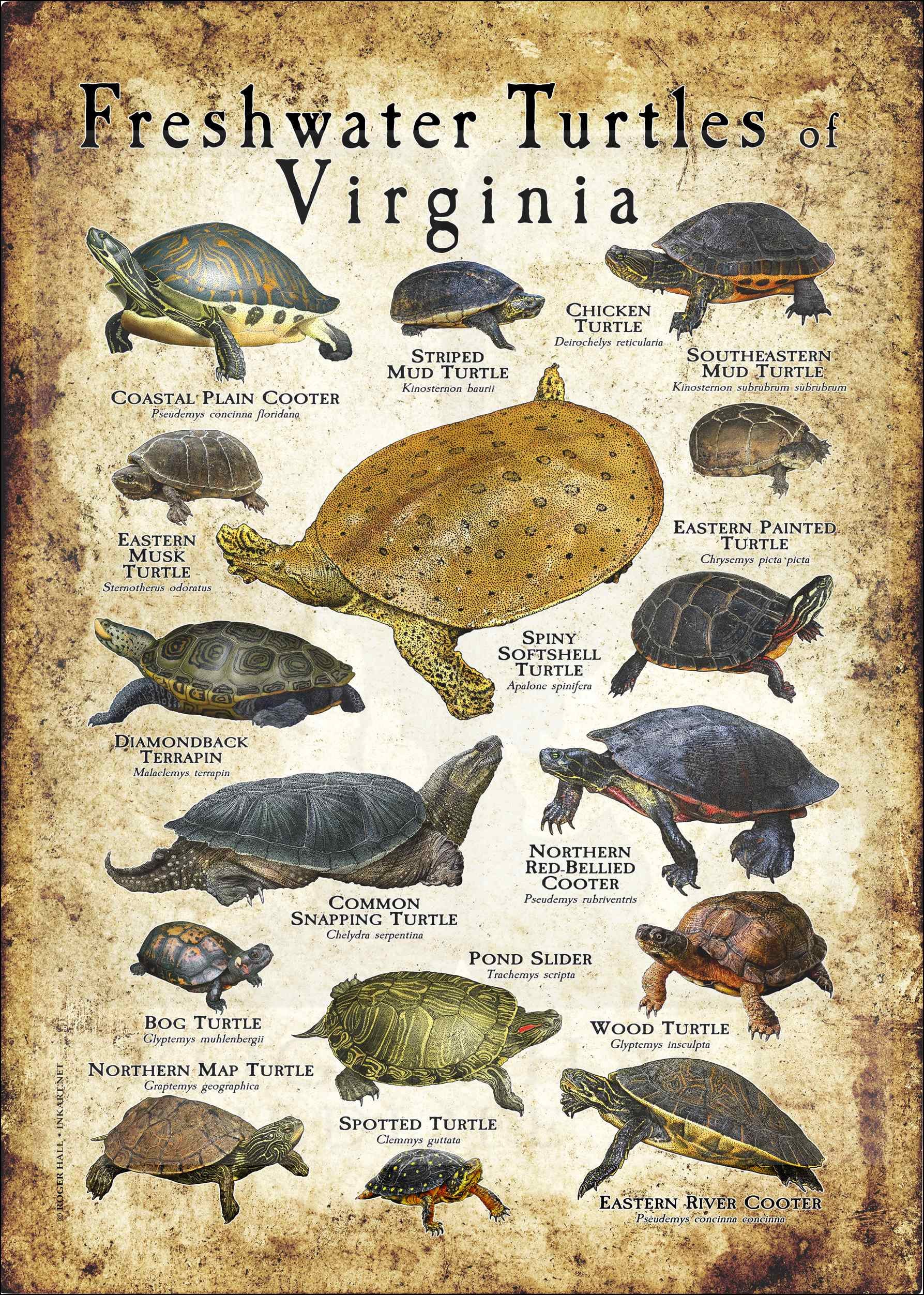 Turtle Types Va Freshwater Turtles of Virginia Poster Print/field Guide - SIGNED BY ...