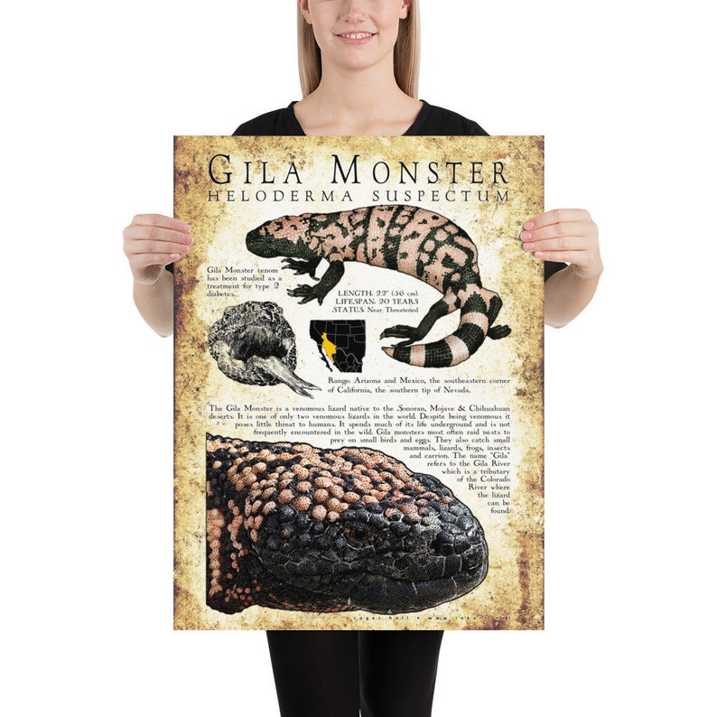 K&ouml;nnte beinhalten: Ein Vintage-Poster mit einem Gila-Monster, einer giftigen Eidechse, die im S&uuml;dwesten der Vereinigten Staaten und in Mexiko beheimatet ist. Das Poster enth&auml;lt eine detaillierte Illustration des Gila-Monsters, seinen wissenschaftlichen Namen "Heloderma suspectum" und Informationen &uuml;ber seine L&auml;nge, Lebensdauer und seinen Status. Das Poster enth&auml;lt auch eine Karte, die das Verbreitungsgebiet des Gila-Monsters zeigt.