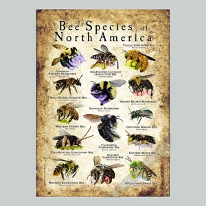 Bee Species of North America Poster Print - SIGNED BY ARTIST!