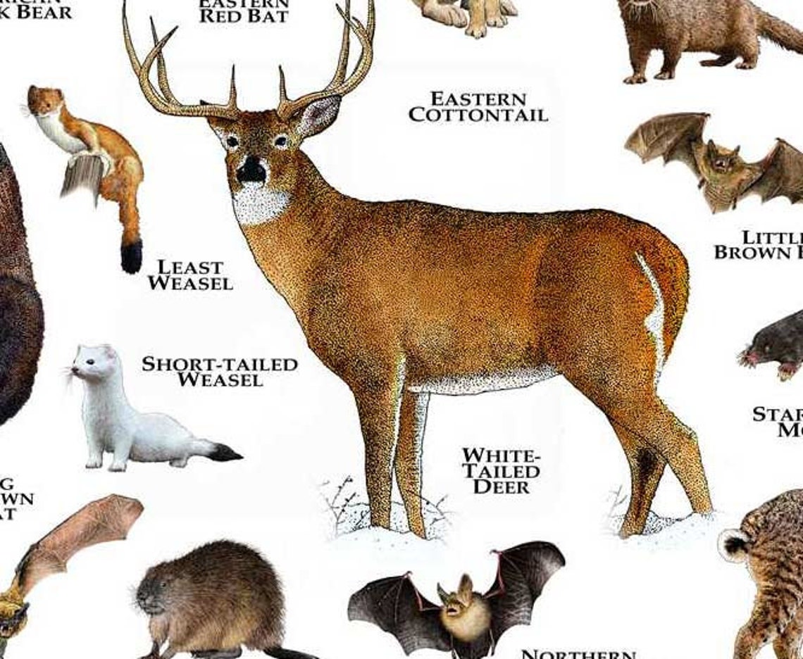 Mammals of Virginia Poster Print / Virginia Mammals Field Etsy