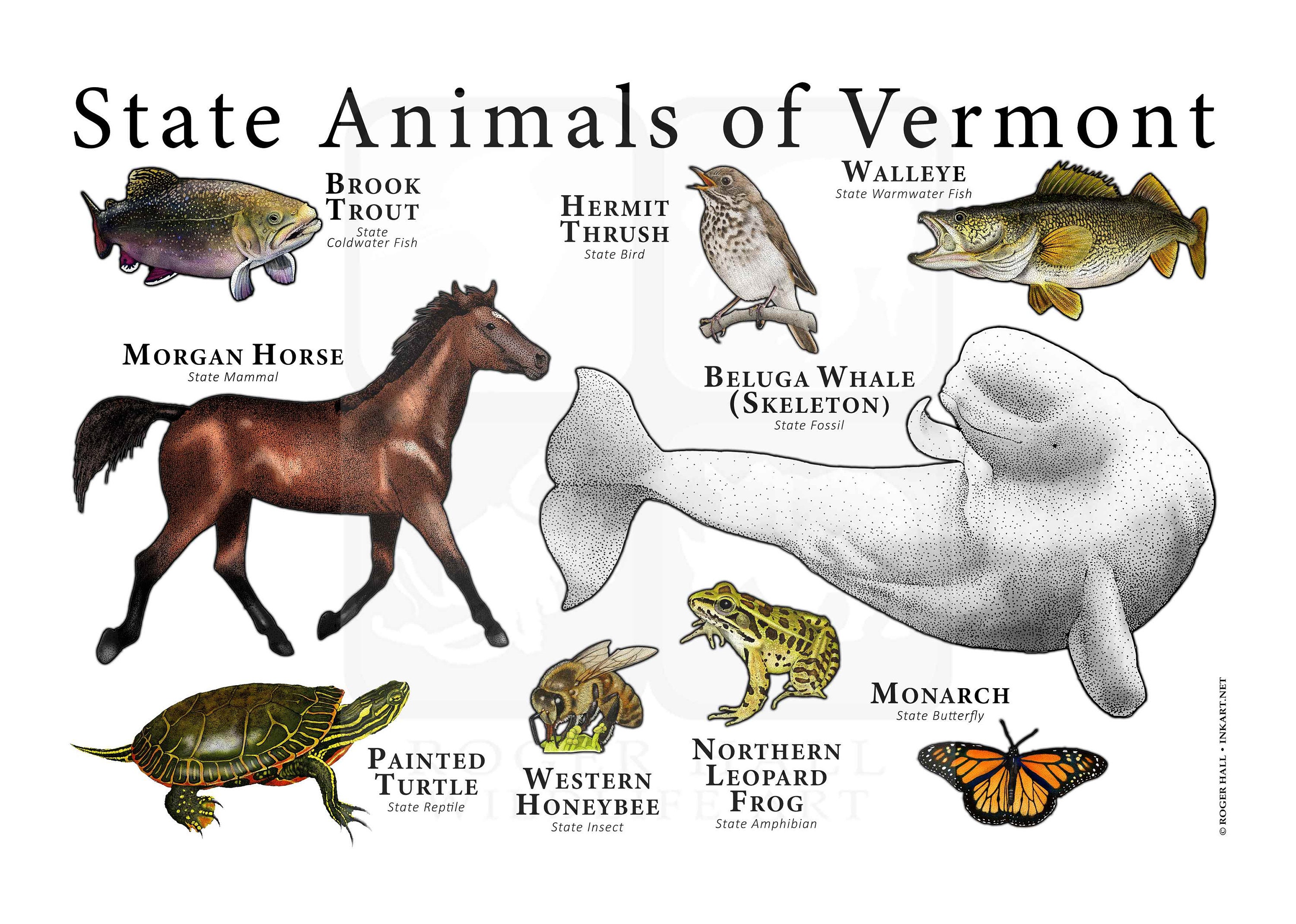 Vermont State Animals Poster Print Etsy