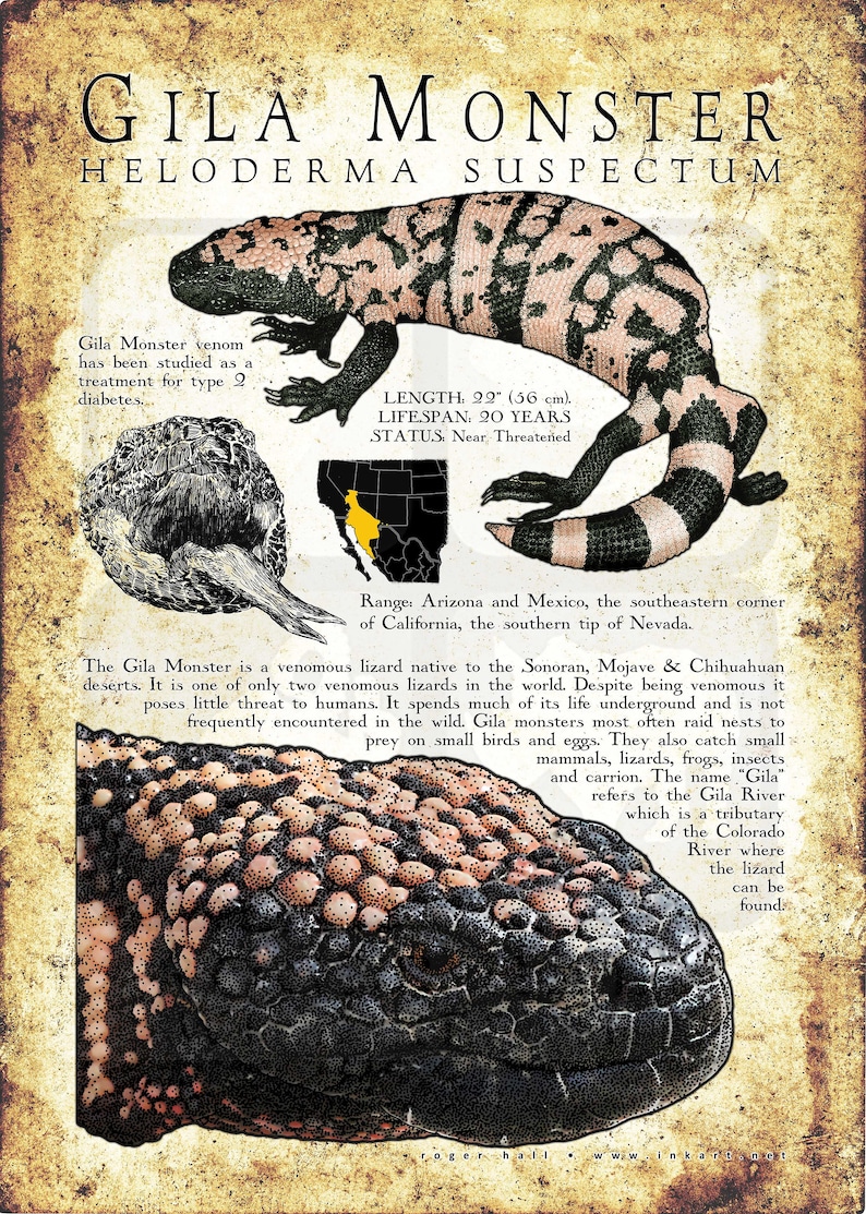 Poster features high quality illustrations of a Gila Monster with information. Artwork is printed on premium bright white 230gsm acid free paper.