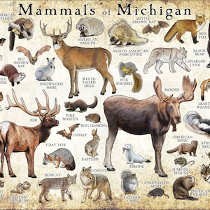 Mammals of Michigan Poster Print / Michigan Mammals Field Guide / Animals of Michigan -SIGNED BY ARTIST!
