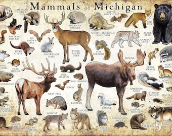 Mammals of Michigan Poster Print / Michigan Mammals Field Guide / Animals of Michigan