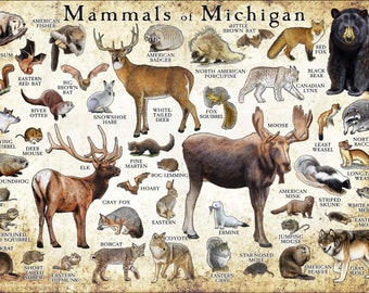 Mammals of Michigan Poster Print / Michigan Mammals Field Guide / Animals of Michigan