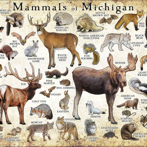 Mammals of Michigan Poster Print / Michigan Mammals Field Etsy