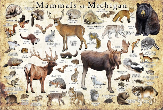104〕My Michigan　『私のミシガン』英語 Michigan ZIP Code Map with Counties - Large | Stanfords