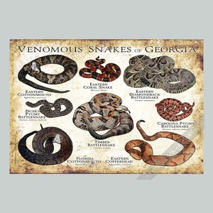 May include: A poster titled VENOMOUS SNAKES OF GEORGIA featuring illustrations of an Eastern Cottonmouth, Eastern Coral Snake, Eastern Diamondback Rattlesnake, Dusky Pygmy Rattlesnake, Timber Rattlesnake, Carolina Pygmy Rattlesnake, Florida Cottonmouth, and Eastern Copperhead.