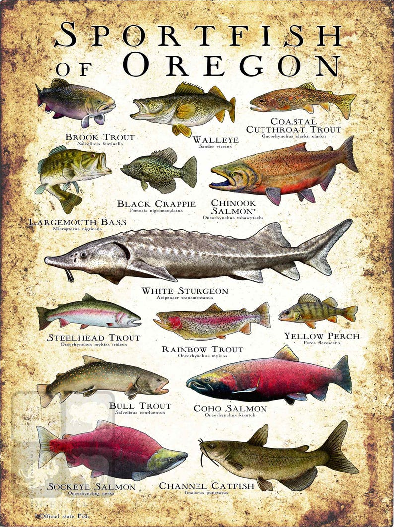 Oregon Long Fish Freshwater Sportfish of Oregon Poster Print/field Guide - SIGNED BY ...