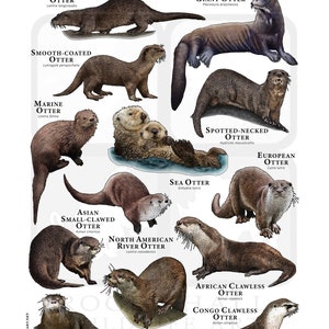 Otters of the World Poster / Field Guide - Etsy