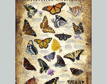 Butterflys of Arizona Poster Druck/Field Guide - SIGNIERT VOM KÜNSTLER!