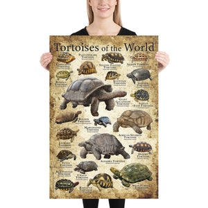 Tortoises of the World Poster Print image 4