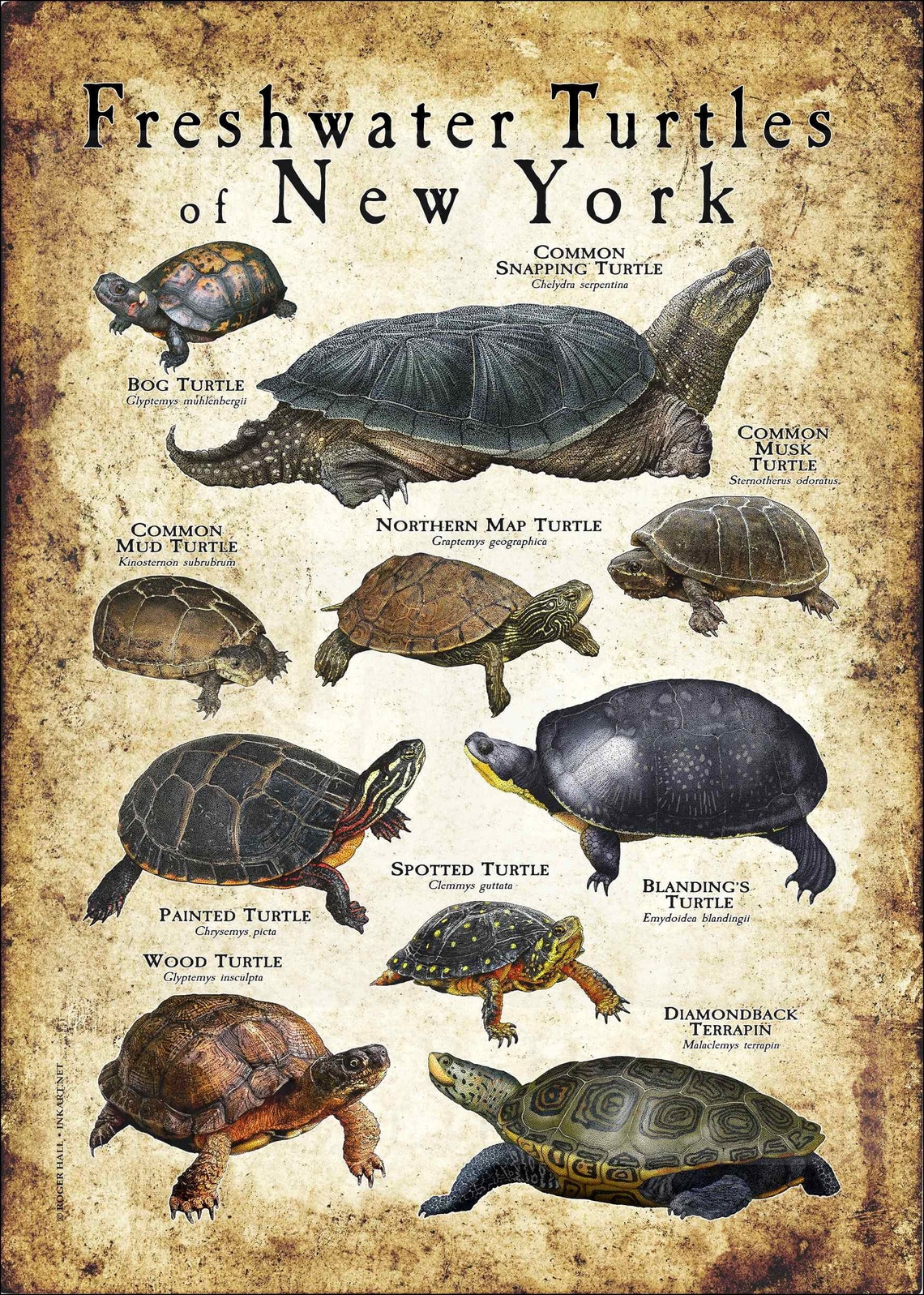 Turtle Picture Guide Freshwater Turtles of New York Poster Print/field Guide - SIGNED BY ...
