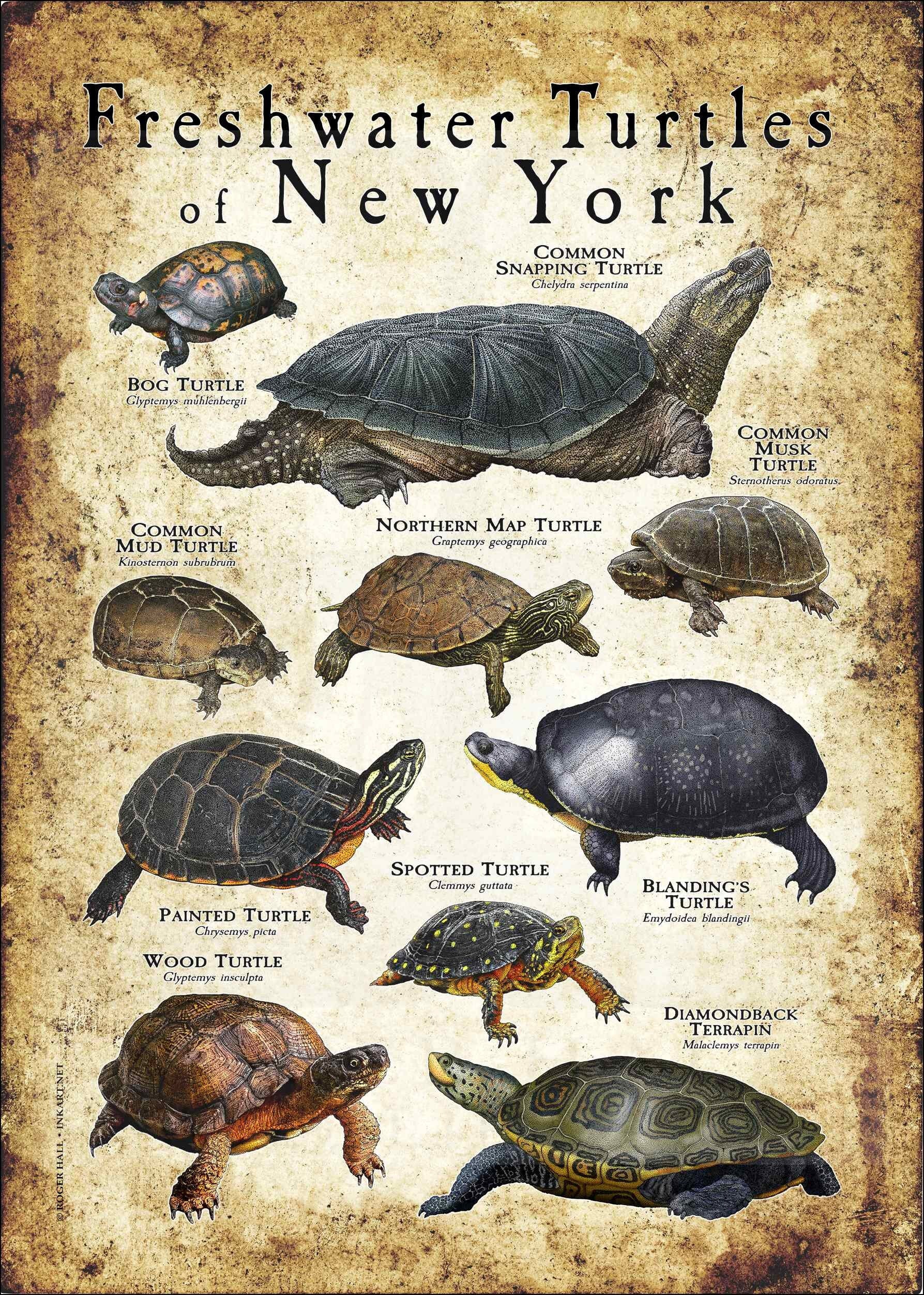Freshwater Turtles of New York Poster Print Field Guide Etsy Norway