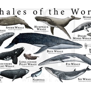 Whales of the World Poster Print - Etsy